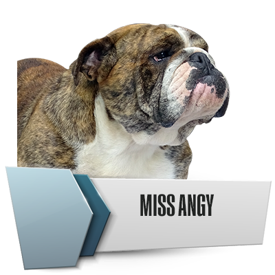 Allevamento Bulldog Inglesi DE I TITANI DI URANO