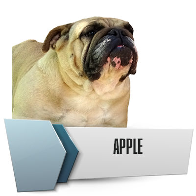 Allevamento Bulldog Inglesi DE I TITANI DI URANO