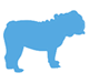 Cucciolo Allevamento Bulldog Inglesi DE I TITANI DI URANO