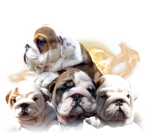 Allevamento Bulldog Inglesi DE I TITANI DI URANO