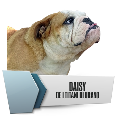Allevamento Bulldog Inglesi DE I TITANI DI URANO