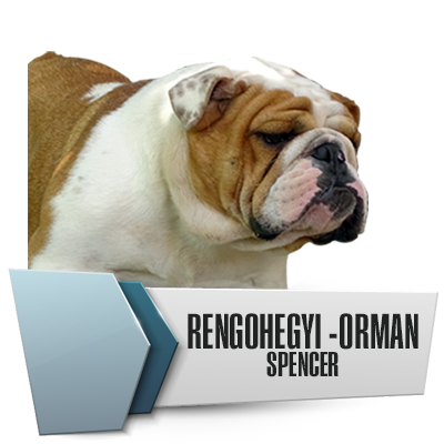 Allevamento Bulldog Inglesi DE I TITANI DI URANO