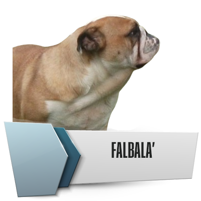 Allevamento Bulldog Inglesi DE I TITANI DI URANO