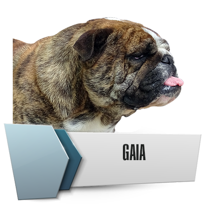 Allevamento Bulldog Inglesi DE I TITANI DI URANO