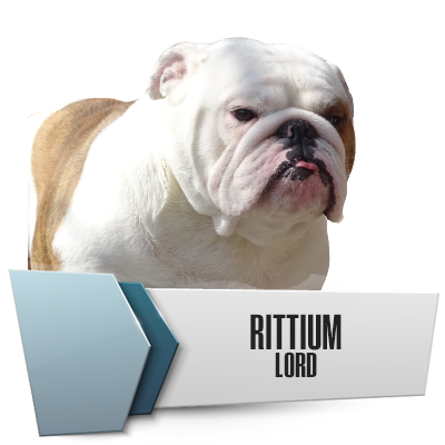 Allevamento Bulldog Inglesi DE I TITANI DI URANO
