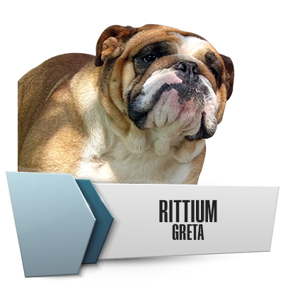 Allevamento Bulldog Inglesi DE I TITANI DI URANO