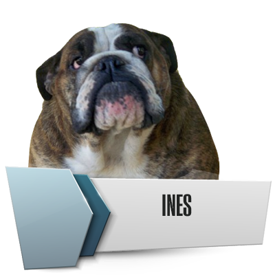 Allevamento Bulldog Inglesi DE I TITANI DI URANO