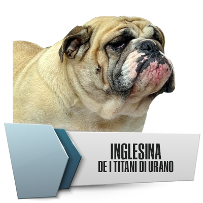 Allevamento Bulldog Inglesi DE I TITANI DI URANO