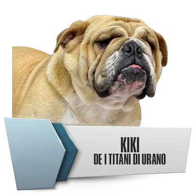 Allevamento Bulldog Inglesi DE I TITANI DI URANO