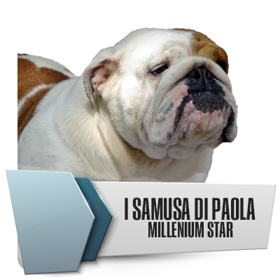 Allevamento Bulldog Inglesi DE I TITANI DI URANO