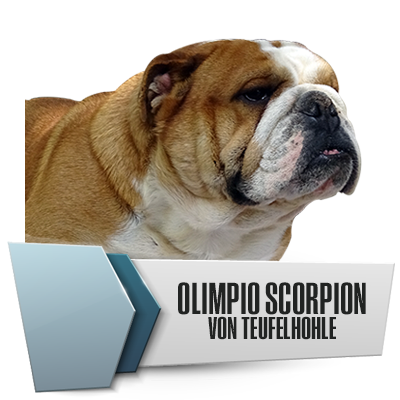 Allevamento Bulldog Inglesi DE I TITANI DI URANO
