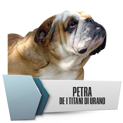 Allevamento Bulldog Inglesi DE I TITANI DI URANO