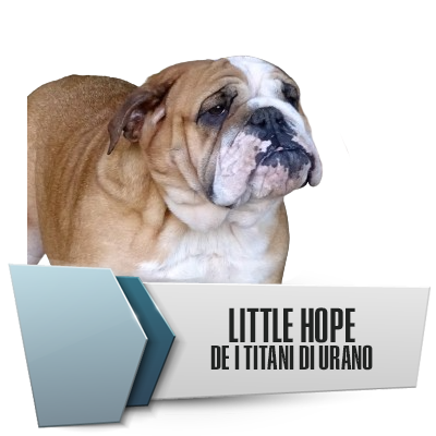 Allevamento Bulldog Inglesi DE I TITANI DI URANO