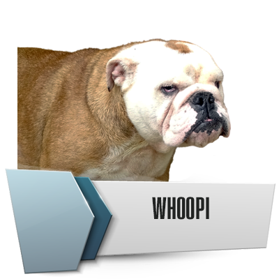 Allevamento Bulldog Inglesi DE I TITANI DI URANO