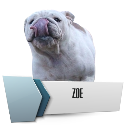 Allevamento Bulldog Inglesi DE I TITANI DI URANO